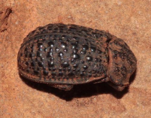 Trox fabricii